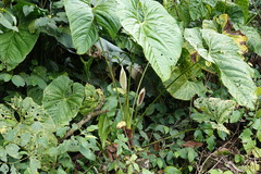 Anthurium formosum
