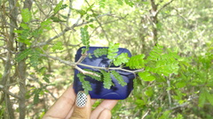 Painteria elachistophylla