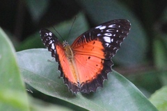 Cethosia cyane