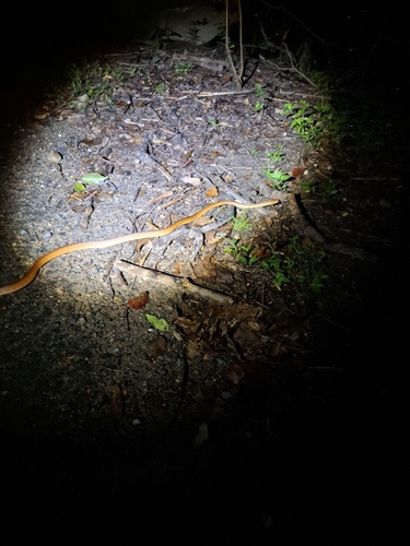 Brown Tree Snake sighting