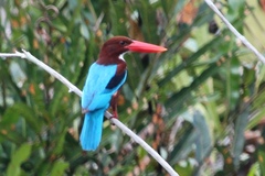 Halcyon smyrnensis saturatior