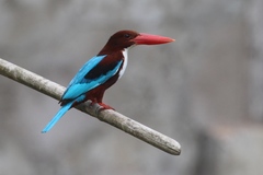 Halcyon smyrnensis saturatior