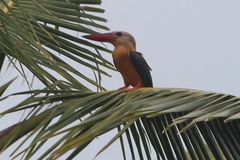 Pelargopsis capensis osmastoni