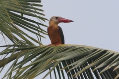 Pelargopsis capensis osmastoni