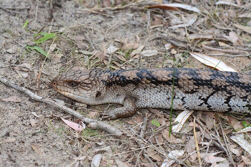 Blotched Bluetongue, photo 9 of 9
