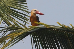 Pelargopsis capensis osmastoni