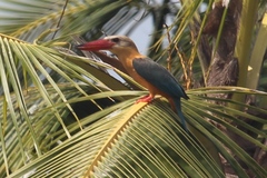 Pelargopsis capensis osmastoni