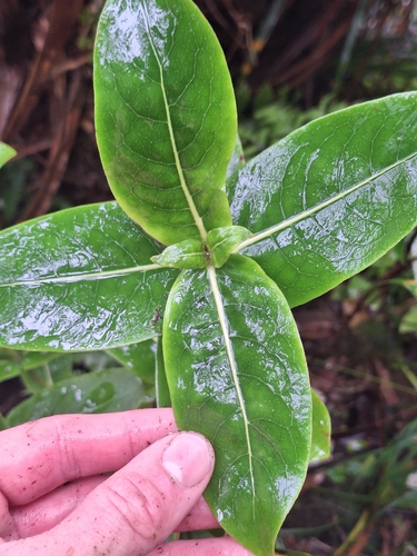 Coprosma waima