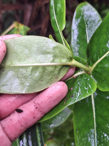 Coprosma waima, photograph 3
