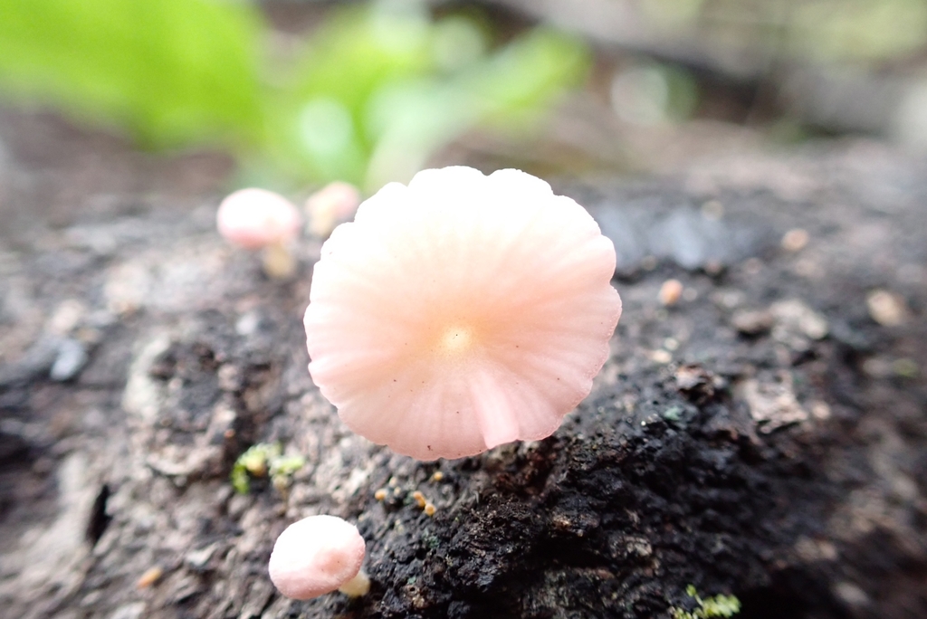 Mycena roseoflava · April 2025 · photo: © claire_grace83 (iNaturalist, cc-by)