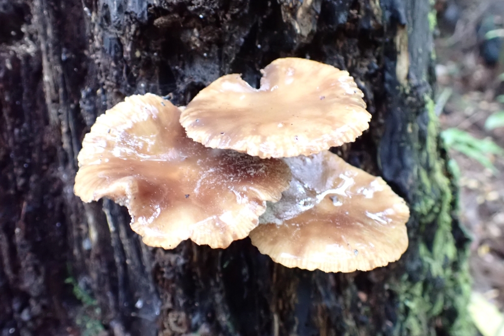 Armillaria novae-zelandiae · April 2025 · photo: © claire_grace83 (iNaturalist, cc-by)