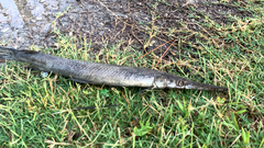 Lepisosteus platostomus