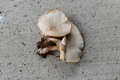 Entoloma griseum