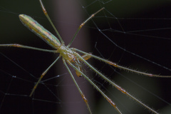 Tetragnatha hasselti