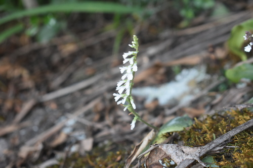 Image of Holothrix orthoceras by (c) Justin Ponder, some rights reserved (CC BY)