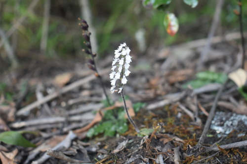 Image of Holothrix orthoceras by (c) Justin Ponder, some rights reserved (CC BY)