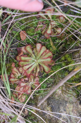 Image of Drosera natalensis by (c) Justin Ponder, some rights reserved (CC BY)