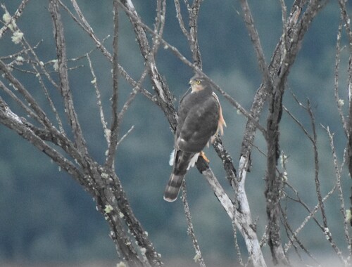 Rufous-breasted Sparrowhawk (Accipiter rufiventris), photo 3