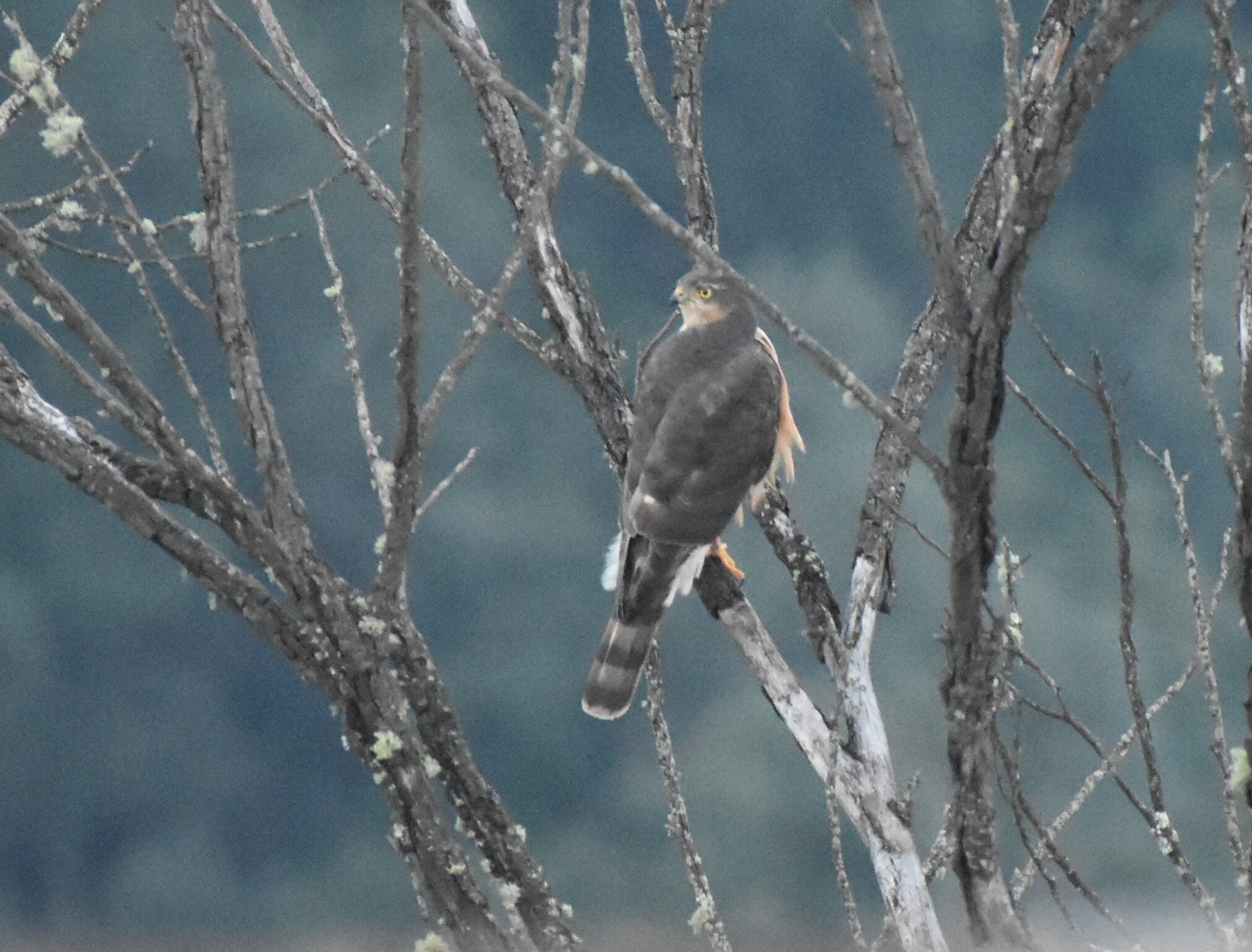 Rufous-breasted Sparrowhawk (Accipiter rufiventris), photo 4