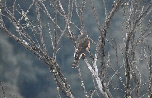 Rufous-breasted Sparrowhawk (Accipiter rufiventris), photo 4