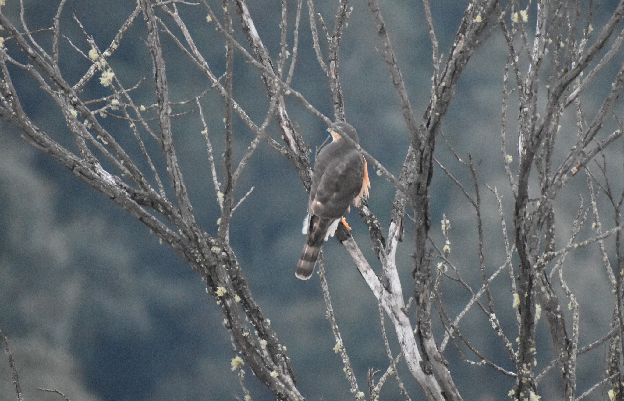 Rufous-breasted Sparrowhawk (Accipiter rufiventris), photo 5