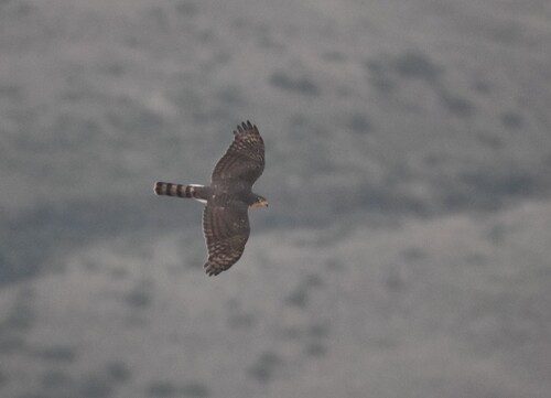 Rufous-breasted Sparrowhawk (Accipiter rufiventris), photo 10