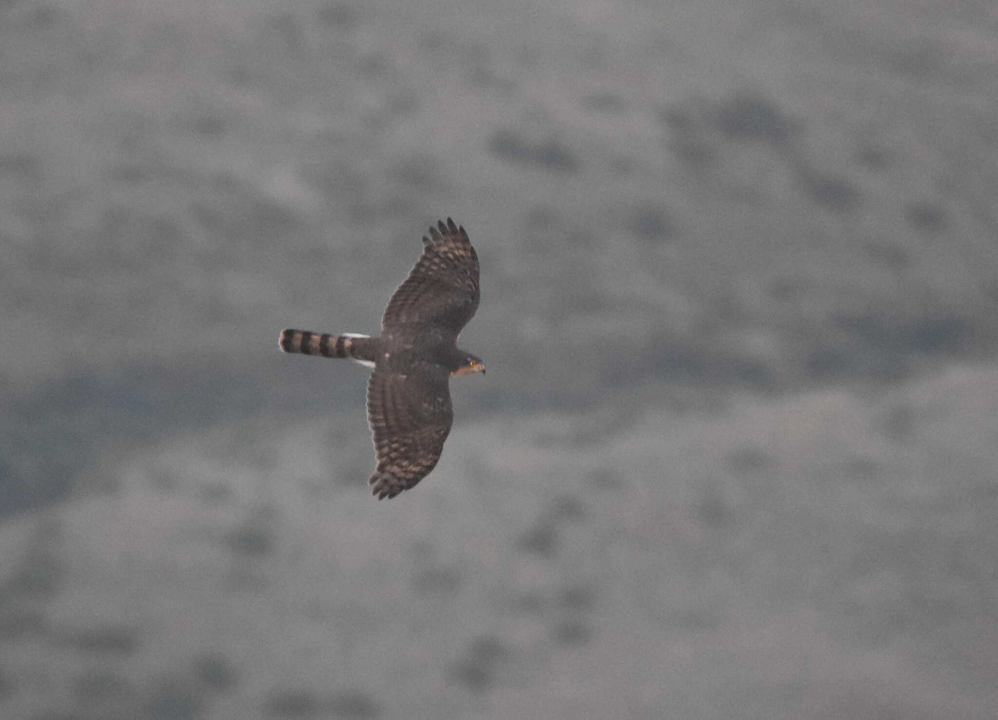 Rufous-breasted Sparrowhawk (Accipiter rufiventris), photo 6