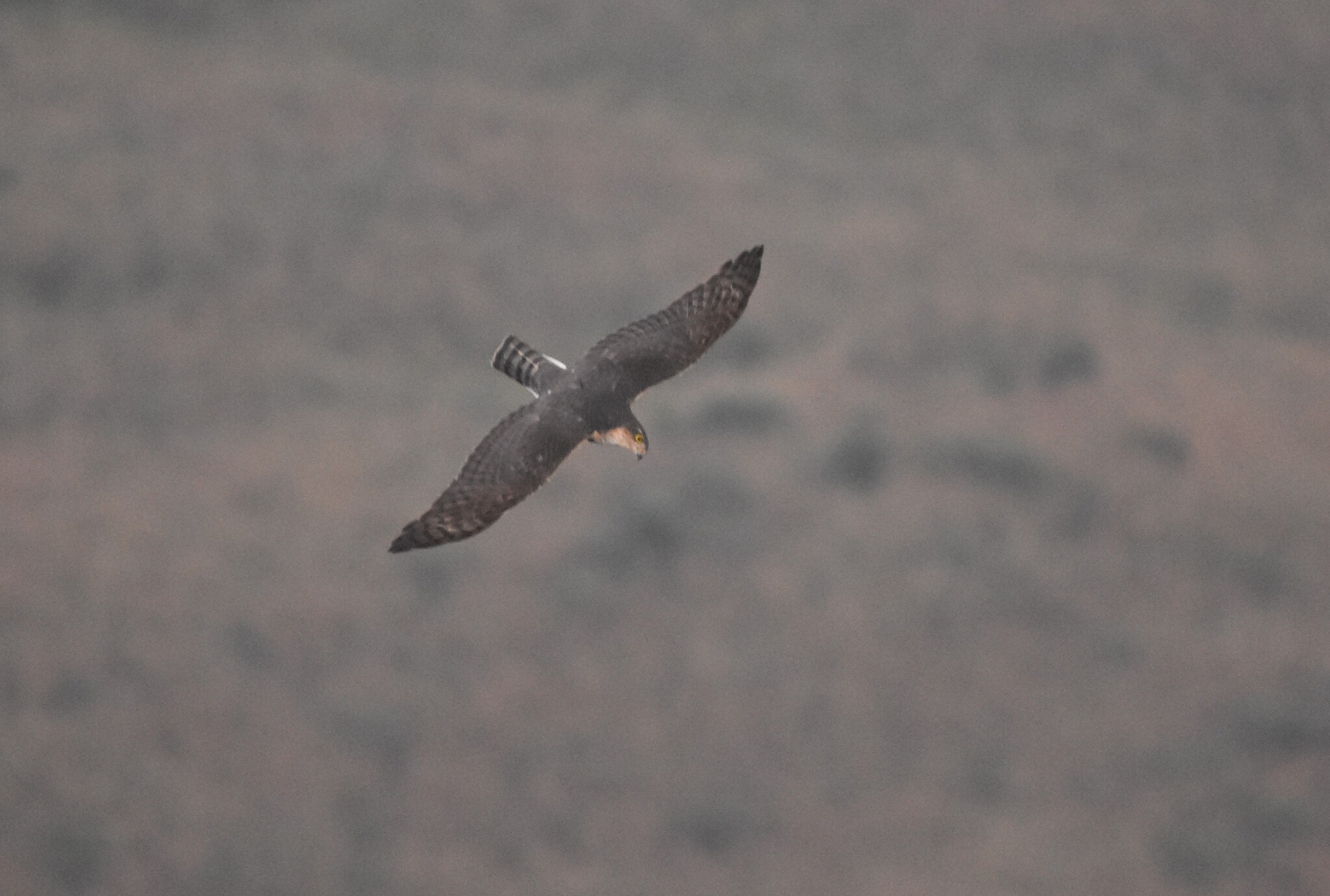 Rufous-breasted Sparrowhawk (Accipiter rufiventris), photo 7