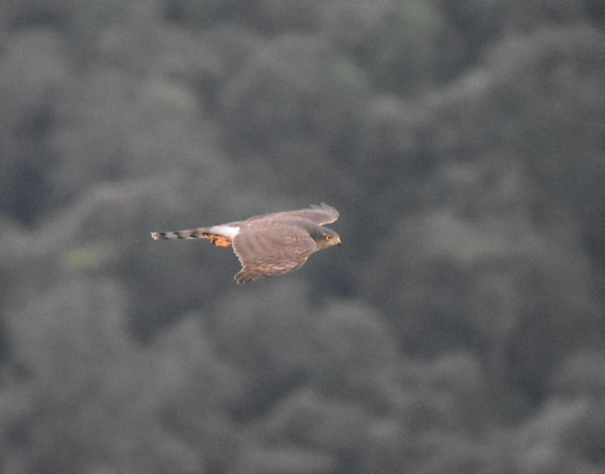 Rufous-breasted Sparrowhawk (Accipiter rufiventris), photo 8