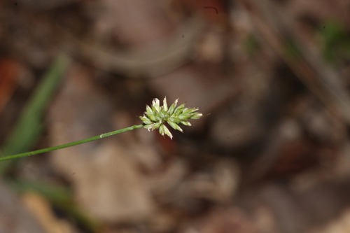 Echinopogon mckiei