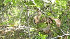 Painteria elachistophylla