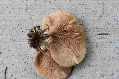 Entoloma griseum