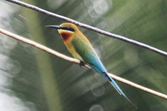 Merops philippinus