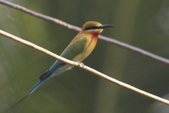 Merops philippinus