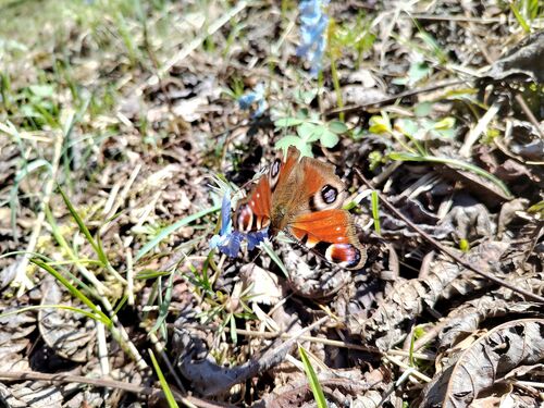 European Peacock Butterfly