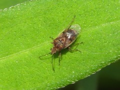 Kleidocerys privignus