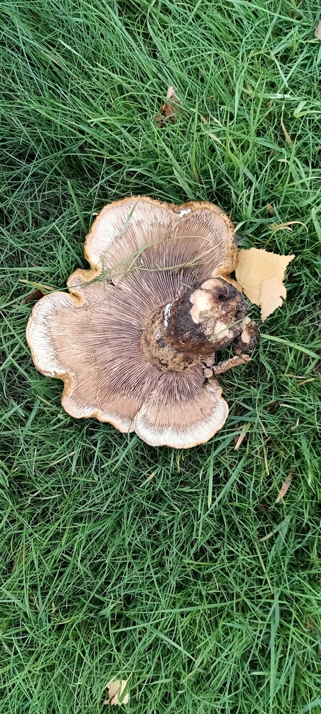 Lactarius turpis