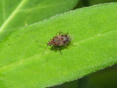 Kleidocerys privignus