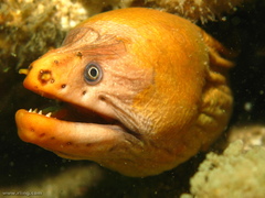 Gymnothorax prasinus