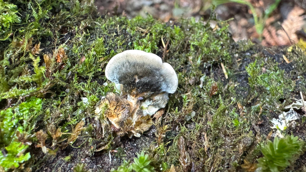 Postia atrostrigosa · April 2025 · photo: © frankashwood (iNaturalist, cc-by)