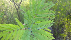 Leucaena greggii
