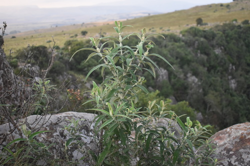 Image of Buddleja salviifolia by (c) Justin Ponder, some rights reserved (CC BY)