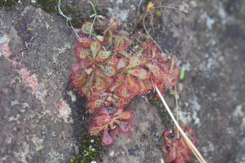 Image of Drosera natalensis by (c) Justin Ponder, some rights reserved (CC BY)