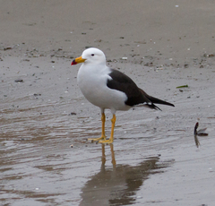 Larus belcheri