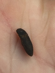 Agrypnus rectangularis