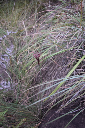 Image of Melinis nerviglumis by (c) Justin Ponder, some rights reserved (CC BY)