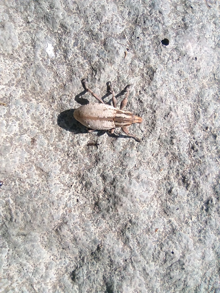 Pseudocleonus cinereus