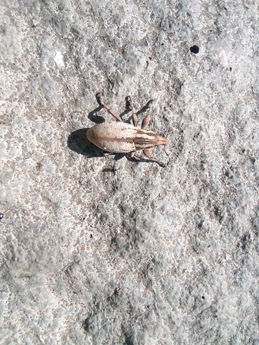 Cléone cendré