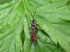 Ctenichneumon panzeri