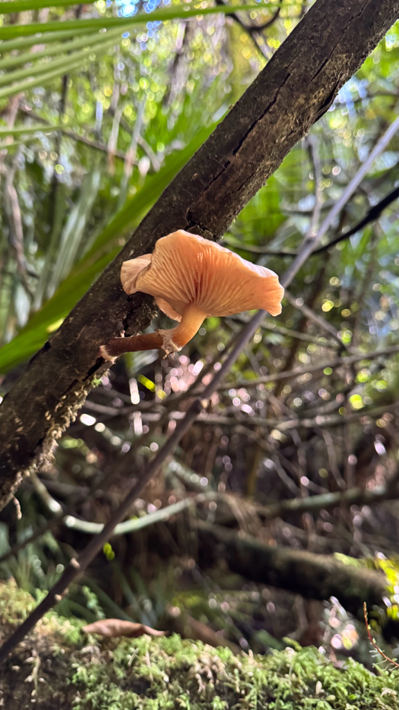 Armillaria novae-zelandiae · April 2025 · photo: © frankashwood (iNaturalist, cc-by)